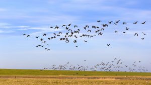 Allein 95 Vogelarten brüten auf Norderney.