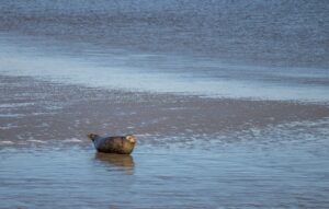 Auf Norderney lassen sich wunderbar Seehunde beobachten.